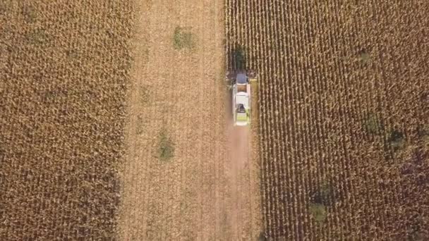 田園風景の空中ビュー 畑で働く収穫者が種を集める 夏の終わりに収穫をトウモロコシ 農業用トウモロコシの収穫機 鳥の目から見たドローンの眺め — ストック動画