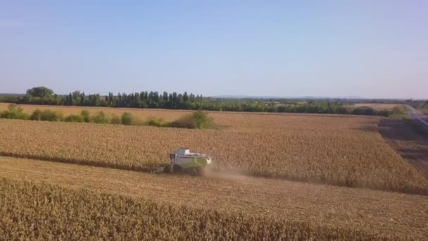 Вид Повітря Сільський Пейзаж Збирає Насіння Працюють Полі Урожай Кукурудзи — стокове відео