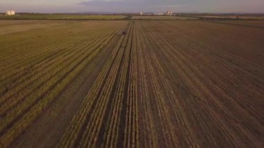 Kırsal arazinin havadan görünüşü. Tarlada çalışan bir biçerdöver tohum toplar. Yaz sonunda mısır hasadı. Tarımsal mısır biçme makinesi. Kuş bakışı bir drone görüntüsü