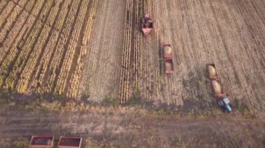 Kırsal arazinin havadan görünüşü. Tarlada çalışan bir biçerdöver tohum toplar. Yaz sonunda mısır hasadı. Tarımsal mısır biçme makinesi. Kuş bakışı bir drone görüntüsü