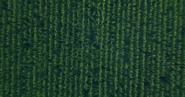 Geniş ölçekli bir mısır tarlasında merkez pivot sistemi ile sulanan mısır tarlalarının havadan görüntüsü. Hava aracı görüntüleri 4k