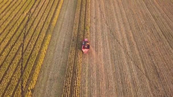 从空中俯瞰乡村风景 田里干活的收割者收集种子 夏末收获玉米 农业玉米收获机 从鸟瞰的角度来看无人驾驶飞机 — 图库视频影像