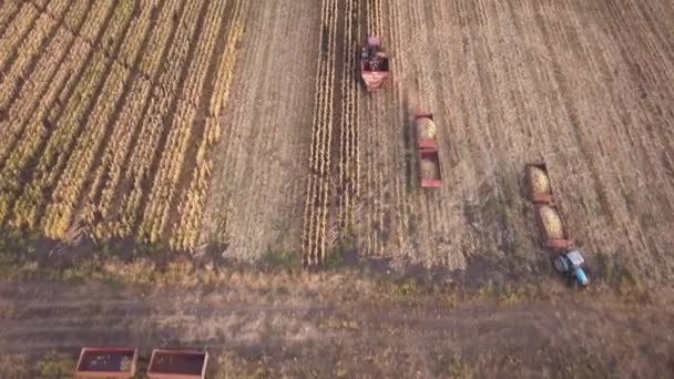 Kırsal Arazinin Havadan Görünüşü Tarlada Çalışan Bir Biçerdöver Tohum Toplar — Stok video