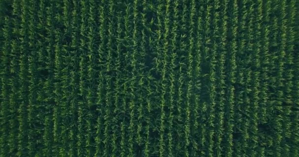 在一个大规模的玉米农场里 用中心枢纽系统对玉米地进行灌水的空中景观 Aerial Drone Footage — 图库视频影像