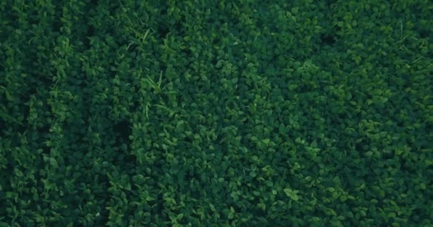緑のエンドウ豆の分野を飛んでいます 航空測量 — ストック動画