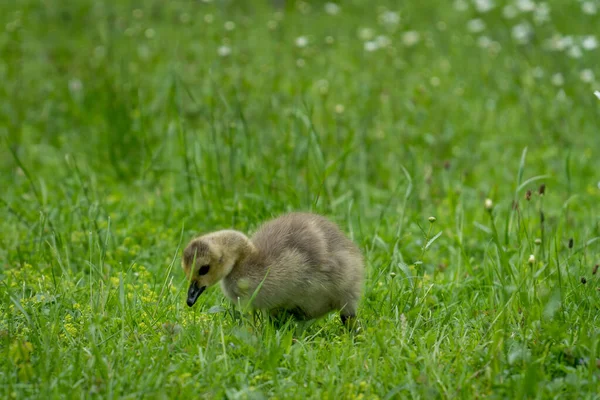 Kleiner Süßer Gössling Grast Auf Einer Grünen Wiese — Stockfoto