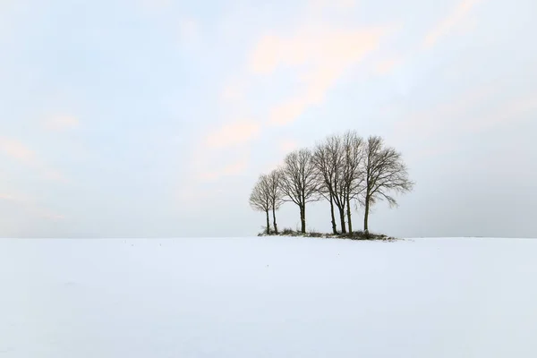 Ruhige Winterlandschaft Mit Pastellfarben Und Baumgruppe Schwarz Weiß — Stockfoto