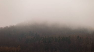 Soğuk bir sabahta Polonya 'daki Ostrzyca Proboszczowicka ormanında sisli bir sis yuvarlanıyor.