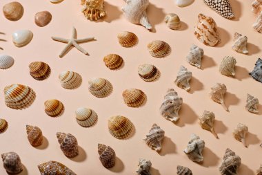 Kabuklar ve seastar pembe kağıt arka planda geometrik desen