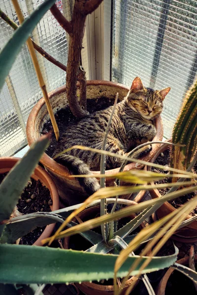 Gato Dormindo Com Plantas Vasos — Fotografia de Stock