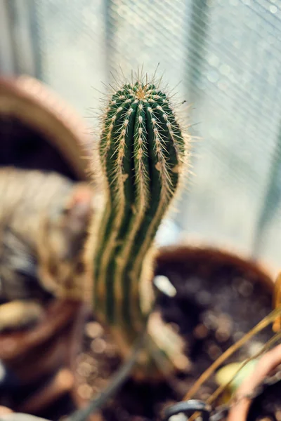 Kaktüs Bitki Closeup — Stok fotoğraf