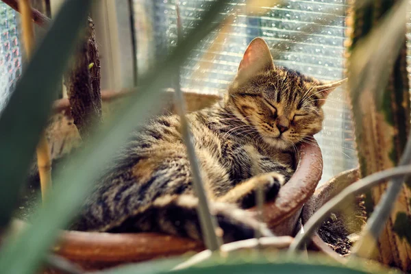 Gato Dormindo Com Plantas Vasos Imagem De Stock