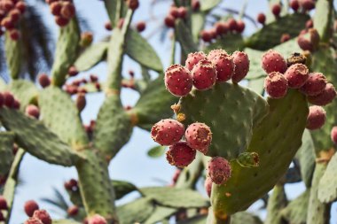 Sicilya 'daki incir bitkileri