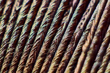 Tavuskuşu tüyü makro yakın çekim