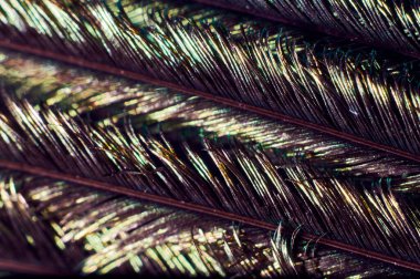 Tavuskuşu tüyü makro yakın çekim