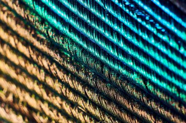 Tavuskuşu tüyü makro yakın çekim