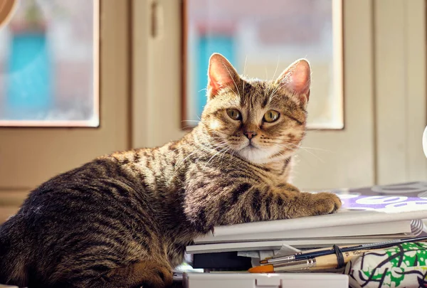Gato Descansando Livros Uma Mesa — Fotografia de Stock