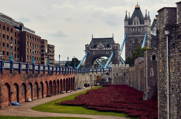 London Tornya Vörös Mákokkal Odakint — Stock Fotó