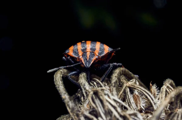 赤と黒の昆虫マクロ — ストック写真