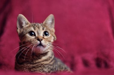 Şirin kedi yavrusu kadife kumaşta meraklı görünüyor.