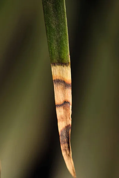 Λεπτομέρεια Closeup Του Φύλλου Φοίνικα — Φωτογραφία Αρχείου