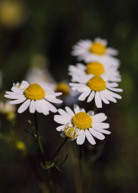 İtalya 'da bir grup papatya çiçeği