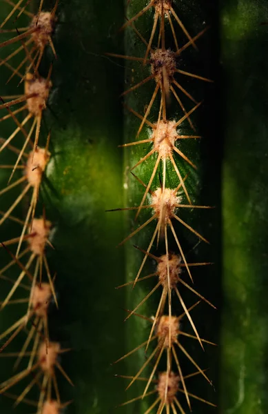 Détail Gros Plan Des Épines Cactus — Photo