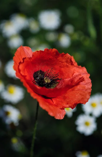 Poppies Campo Margarida Itália — Fotografia de Stock