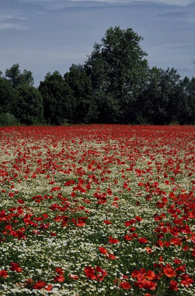 Campo Amapolas Margaritas Italia — Foto de Stock