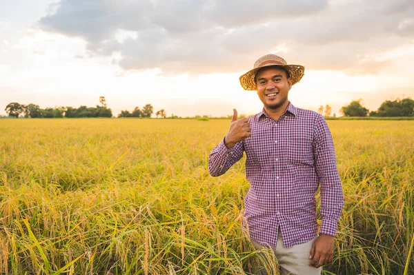 Joven Asiático Agricultor Paddy Campo Con Pulgar Hacia Arriba —  Fotos de Stock