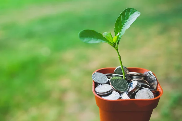 Geld Topf Mit Pflanzenwachstum Sparkonzept — Stockfoto