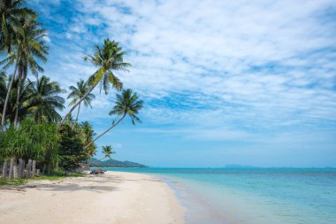 Palmiye ağaçları olan güzel tropikal plajlar. Hindistan cevizi ağacı denize doğru uzanıyor.