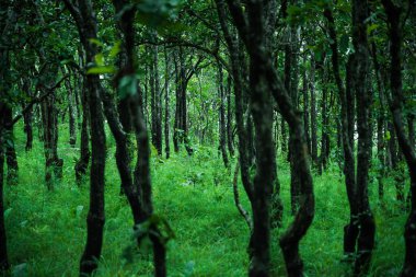Güzel yeşil orman arka planı.