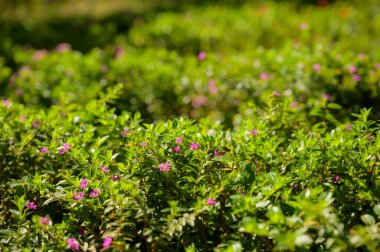 Güzel çiçek dokusu doğa arkaplanı