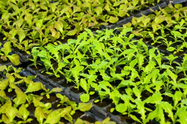 Çiftçilerin organik sebze çiftlikleri daha yeni büyüdü..