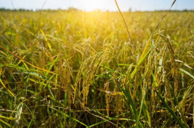 Çeltik tarlası altın pirinç tarlası geçmişi