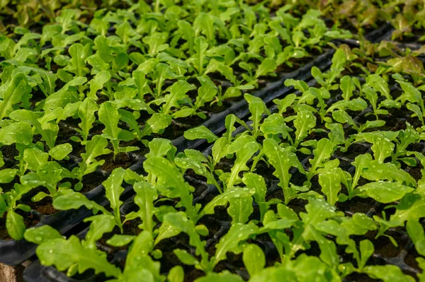 Las Granjas Hortícolas Orgánicas Los Agricultores Acaban Crecer — Foto de Stock