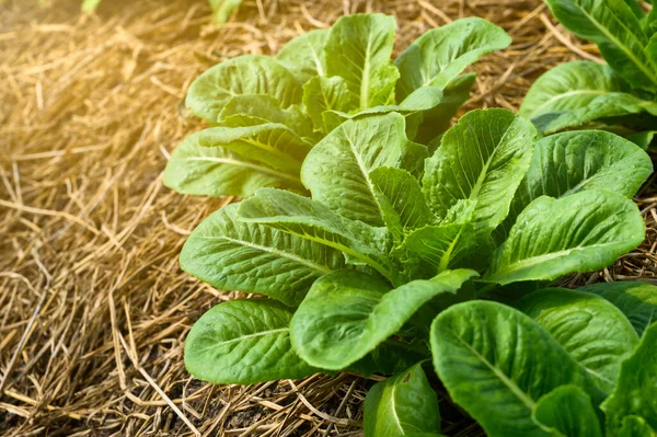 Granja Verduras Ecológicas Los Agricultores Hay Muchos Tipos Verduras Como — Foto de Stock