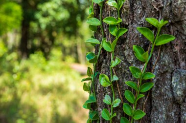 Ivy ağaç kabuğunda yetişiyor doğa arka plan dokusu.