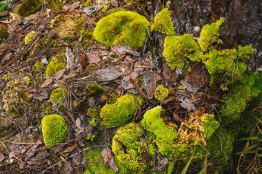 Ağacın kökünde yeşil yosun yetişiyor. Duvar kağıdı için yosun dokusu. yumuşak odak.