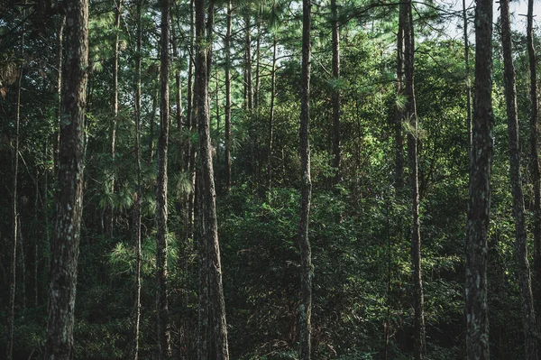 Βαθύ Δάσος Πολλά Πεύκα Στη Φύση Που Είναι Άφθονα — Φωτογραφία Αρχείου