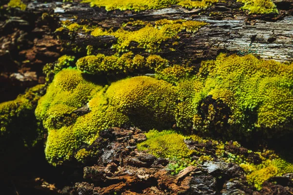 Grön Mossa Växer Vid Roten Trädet Mossstruktur Naturen För Tapeter — Stockfoto