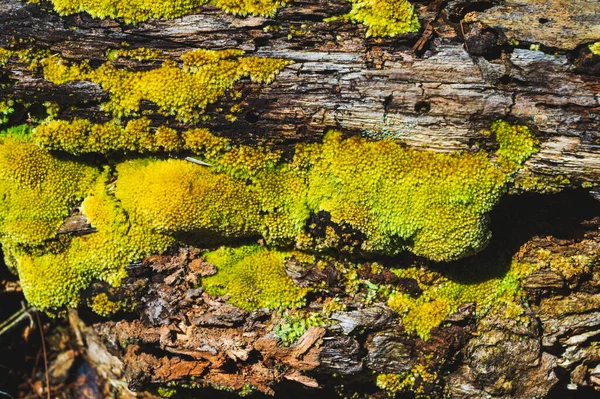 Grön Mossa Växer Vid Roten Trädet Mossstruktur Naturen För Tapeter — Stockfoto