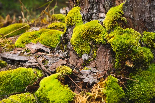 绿苔长在树的根部 墙纸在自然界中的苔藓纹理 软焦点 — 图库照片
