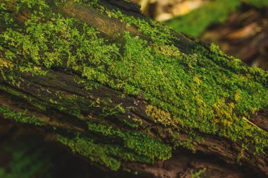 Ağacın kökünde yeşil yosun yetişiyor. Duvar kağıdı için yosun dokusu. yumuşak odak.
