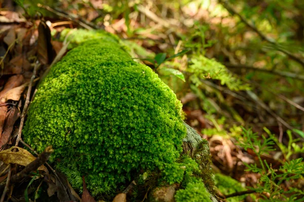 Grön Mossa Växer Vid Roten Trädet Mossstruktur Naturen För Tapeter — Stockfoto
