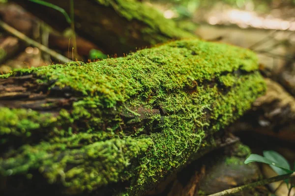 Πράσινα Βρύα Μεγαλώνουν Στη Ρίζα Του Δέντρου Μος Υφή Στη — Φωτογραφία Αρχείου