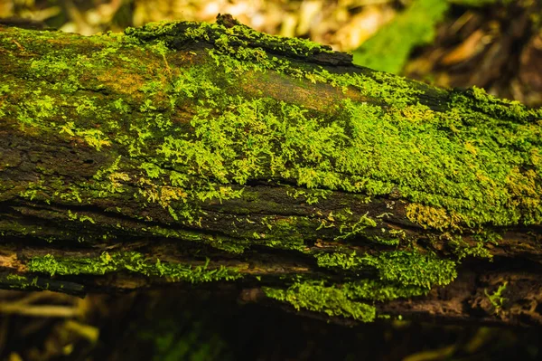 Grön Mossa Växer Vid Roten Trädet Mossstruktur Naturen För Tapeter — Stockfoto