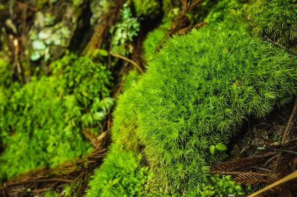 Grön Mossa Växer Vid Roten Trädet Mossstruktur Naturen För Tapeter — Stockfoto