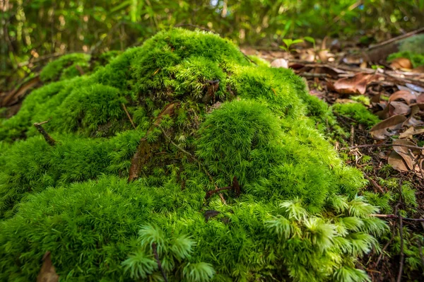 Zielony Mech Rośnie Korzeni Drzewa Moss Tekstury Naturze Tapety Miękkie — Zdjęcie stockowe